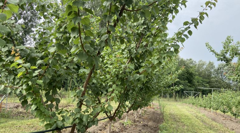 Kisültetvények növényvédelmi terve