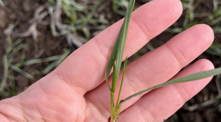 őszi búza februárban