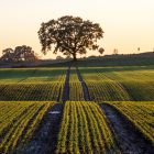 2026-os EK mikor indul?